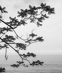 B&W minimalist view of tree branches with leaves against a calm sea and pale sky. Serene nature background.