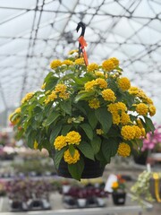 Yellow flowers in a hanging basket in a greenhouse