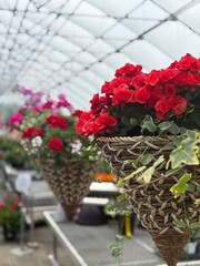 Hanging wooden planters with red and white flowers in a greenhouse