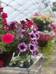 Hanging planters of red and purple toned flowers in a greenhouse 