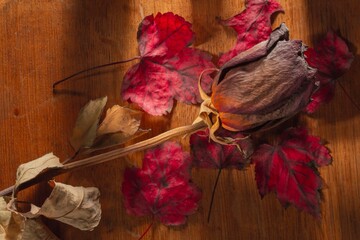 Autumn background- dark style. Clipart photo