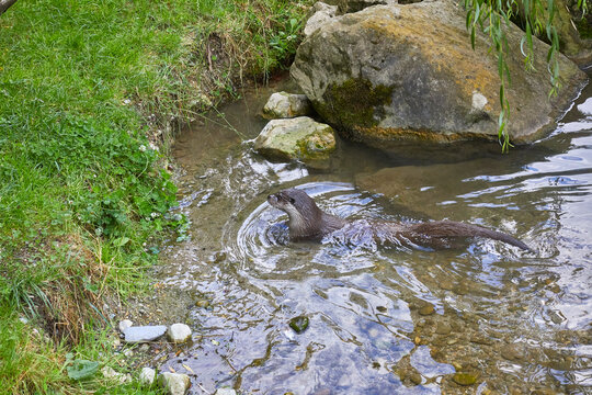 Otter lounging in the water.