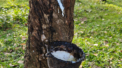 White latex drips from a tapped rubber tree into a bowl in a rubber plantation