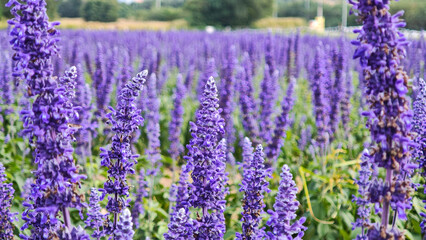 Fototapeta premium Blue salvia farinacea flowers blooming in the garden