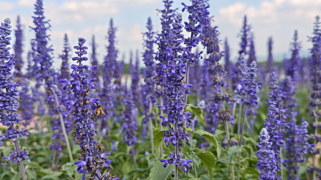 Blue salvia farinacea flowers blooming in the garden