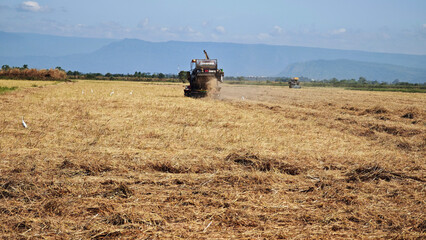 Combine harvesters are cutting rice and blowing away the stubble during the harvest season.
