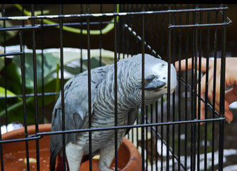 A hand is scratching the head of an African Grey parrot, a grey parrot, in a cage.