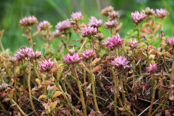 False stonecrop (Phedimus spurius) grows in nature