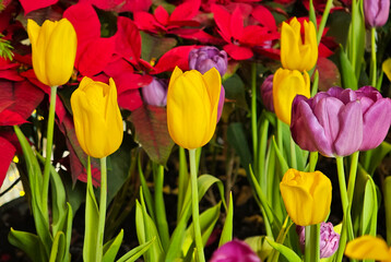 Colorful tulips in the garden.