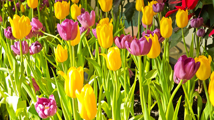 Yellow tulips in the garden