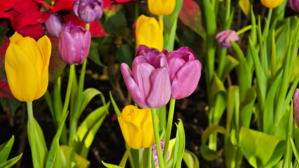 Colorful tulips in the garden.