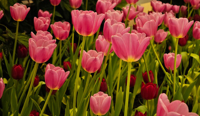 The close-up of pink tulips in the garden