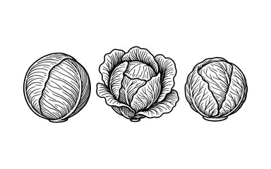 Intricate black and white cabbage varieties drawn in vintage engraving style