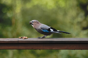 Eurasian Jay  (Garrulus glandarius)