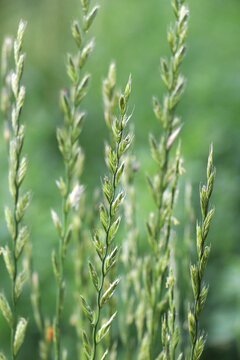 The forage grass Lolium perenne grows in the meadow
