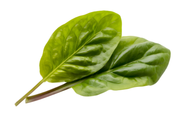 fresh spinach leaves against the natural backdrop . Isolated on transparent background, png
