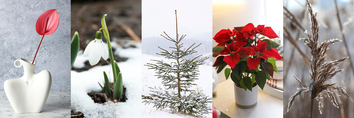 Collection of indoor and outdoor plants. Winter season