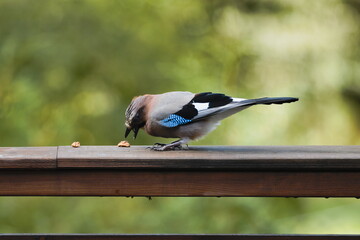 Eurasian Jay  (Garrulus glandarius)