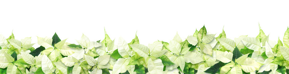 Fototapeta premium Bright poinsettia plants on white background. Banner design
