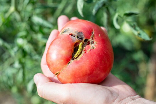 A green worm, the larva of the cutworm moth, parasitizes a red tomato. Control of garden insect pests
