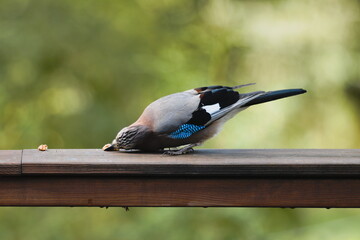 Eurasian Jay  (Garrulus glandarius)