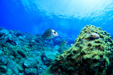 Seabream, those silvery fish with stripes, move around in their habitat near the surface in a tropical environment.