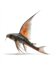Flying Fish in Flight: Captured in mid-leap, a magnificent flying fish showcases its aerodynamic form and vibrant hues.