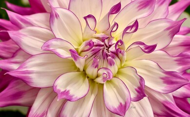 Obraz premium close up of purple and white dahlia flower