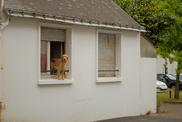 A Devoted Breed Dog Waiting For Its Owner While Standing On Windowsill Of Private Tiny House And Looking Out Of The Window