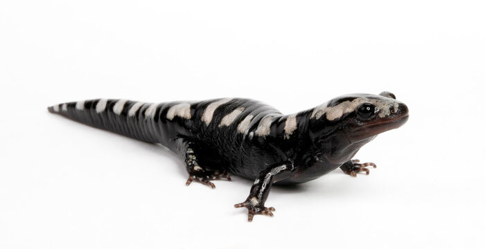 Marbled salamander // Marmor-Querzahnmolch, Marmorsalamander (Ambystoma opacum)