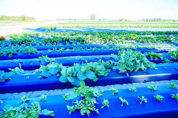 a modern vegetable farm in Florida