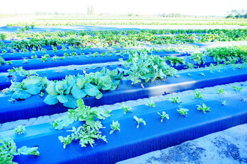 a modern vegetable farm in Florida