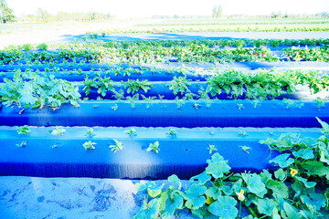a modern vegetable farm in Florida