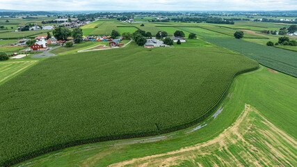 Naklejka premium The scene shows fields of tall corn growing next to several farms in a rural area. Green fields stretch far into the distance under an overcast sky, indicating summer weather.
