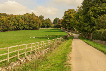 Obraz premium Countryside road winding through an idyllic green landscape with grazing sheep, stone walls, and lush trees under a cloudy sky