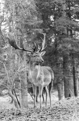 Majestic fallow deer stag with large antlers standing in a forest. Elegant black and white wildlife photography capturing a powerful buck in a calm woodland setting
