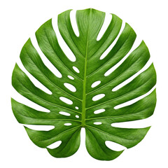 Green monstera leaf
