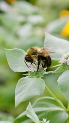 A bee busily working on a cluster of green plants 