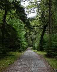 Fototapeta premium Forest trail through lush green woodland with gravel path