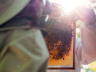 A beekeeper is holding a honeycomb with bees on it for visual inspection checking out the state and looking for the bee hive queen. Warm and airy mood and feel.