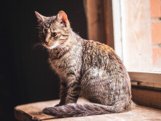 Cute cat sitting on a wooden window sill, dirty window glass behind and dark walls of a forest wooden cabin.