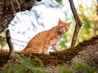 Brave ginger cat hunting birds high on a tree. Warm sunny day. Pet predator waiting for prey.