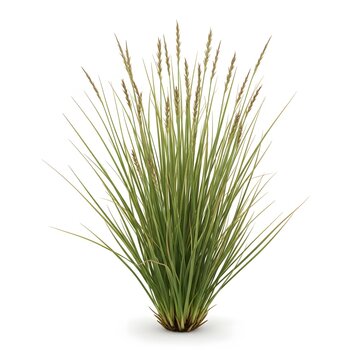 Ornamental grass clump isolated on white background