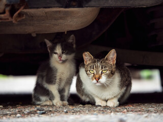 Colorful mother cat and her one kitten hiding under a dirty car in a street. Selective focus. Animals living wild in a city in poor conditions.