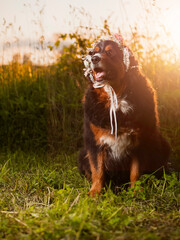 Huge and cute Bernese dog with head piece decoration in a grass, tall grass field and sunset sky in the background. Beautiful pet portrait.