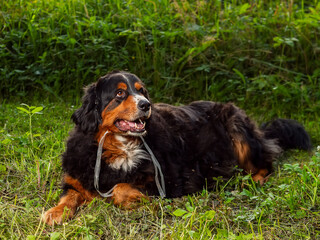 Huge and cute Bernese dog with head piece decoration in a grass, tall grass field and sunset sky in the background. Beautiful pet portrait.