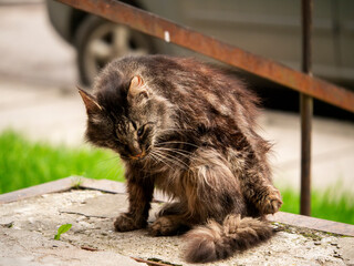 Tough cat with brown fur and only one eye is by a apartment block entrance. Living in rough conditions in cruel world and fighting for survival concept. Cat looks calm and self assured and proud.
