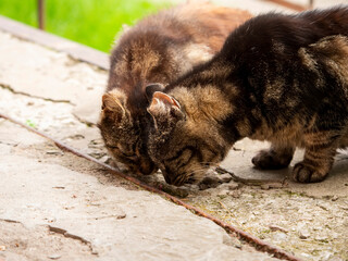 Home less cats eating food on an apartment blocks stairs. Stairs are old and worn out which shows lack of funding. Animal love and care theme.