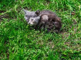 Poor grey color kitten with sick eyes sitting on a green grass ground. Wild rough street animal which need care and medical treatment. Living in poor conditions concpet.