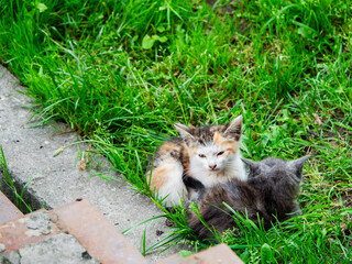 Two super cute street kittens are on green grass surface. One is grey and other is multi color fur. Living in rough city area concept.
